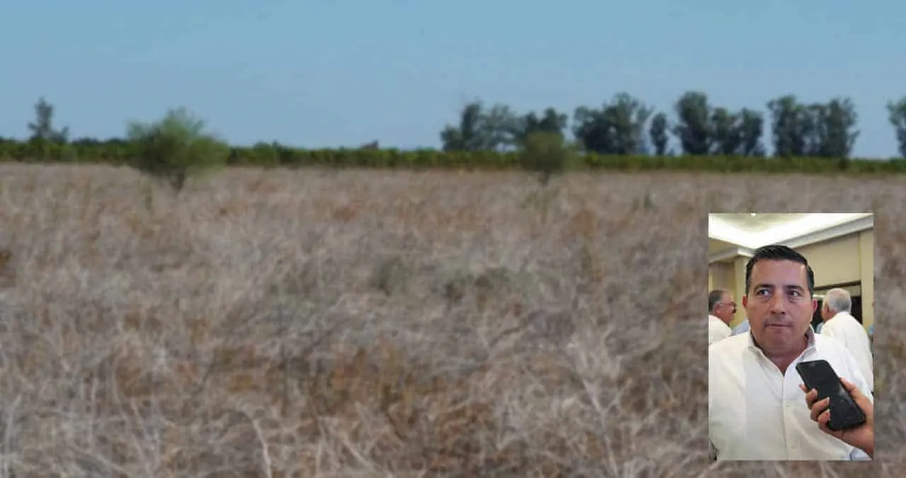 Colapsa el campo