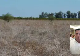 Colapsa el campo