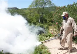 Suma Sonora 969 casos de dengue
