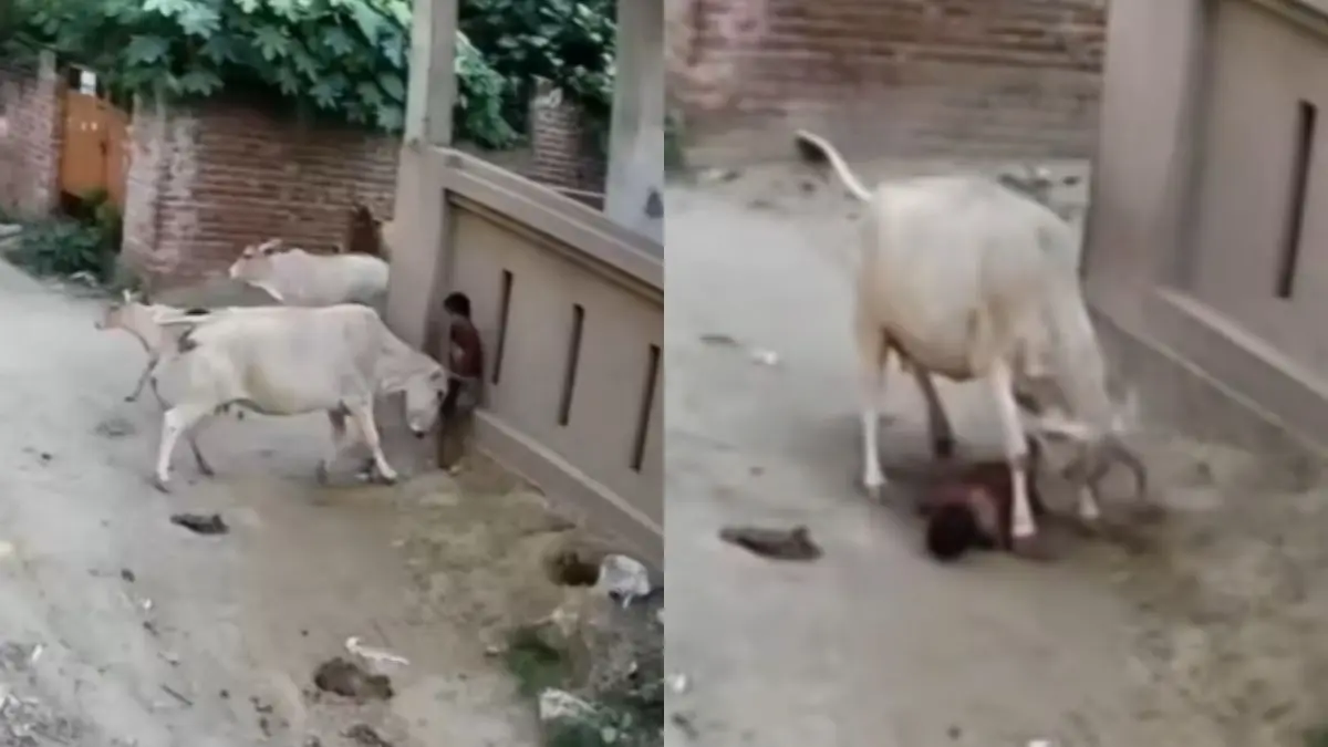 VIDEO | Niña de 8 años es atacada por una manada de vacas mientras jugaba cerca de su casa