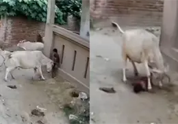 VIDEO | Niña de 8 años es atacada por una manada de vacas mientras jugaba cerca de su casa VIDEO | Niña de 8 años es atacada por una manada de vacas mientras jugaba cerca de su casa