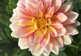 4 de agosto, Día Nacional de la Dalia: 8 curiosidades que seguro no sabías sobre la flor de México 4 de agosto, Día Nacional de la Dalia: 8 curiosidades que seguro no sabías sobre la flor de México