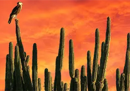Clima en Sonora hoy, 3 de agosto: así afectarán las lluvias, el viento y las altas temperaturas al estado