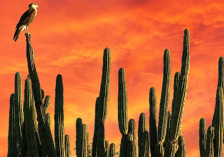 Clima en Sonora hoy, 3 de agosto: así afectarán las lluvias, el viento y las altas temperaturas al estado