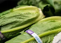 EU reporta primeras dos muertes por brote de diarrea explosiva relacionado con lechuga mexicana EU reporta primeras dos muertes por brote de diarrea explosiva relacionado con lechuga mexicana