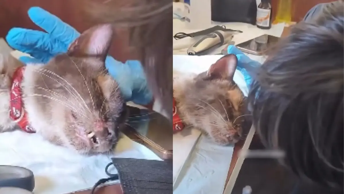 VIDEO | Gatito rescatado tras pasar 37 días entre los escombros llora al reencontrarse con su dueña en Venezuela
