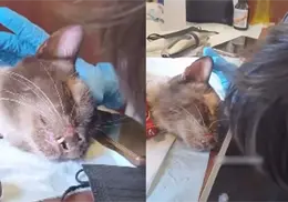 VIDEO | Gatito rescatado tras pasar 37 días entre los escombros llora al reencontrarse con su dueña en Venezuela