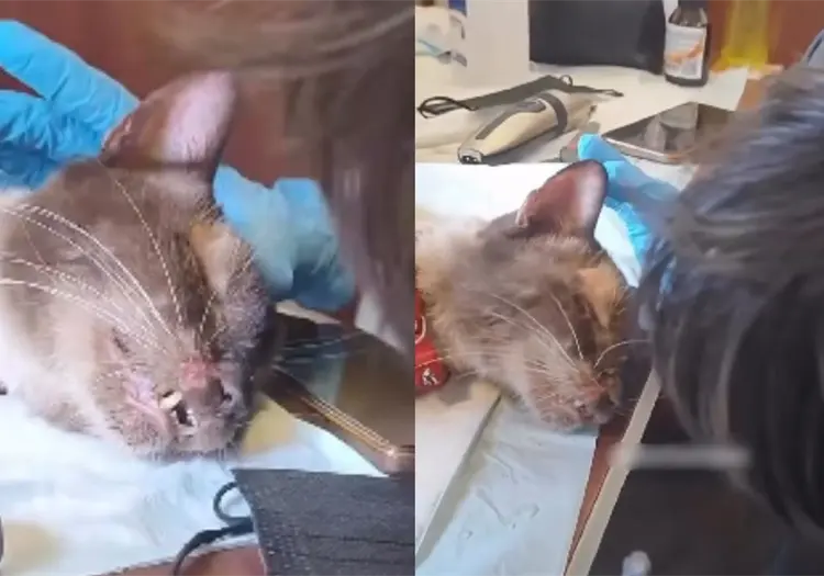 VIDEO | Gatito rescatado tras pasar 37 días entre los escombros llora al reencontrarse con su dueña en Venezuela