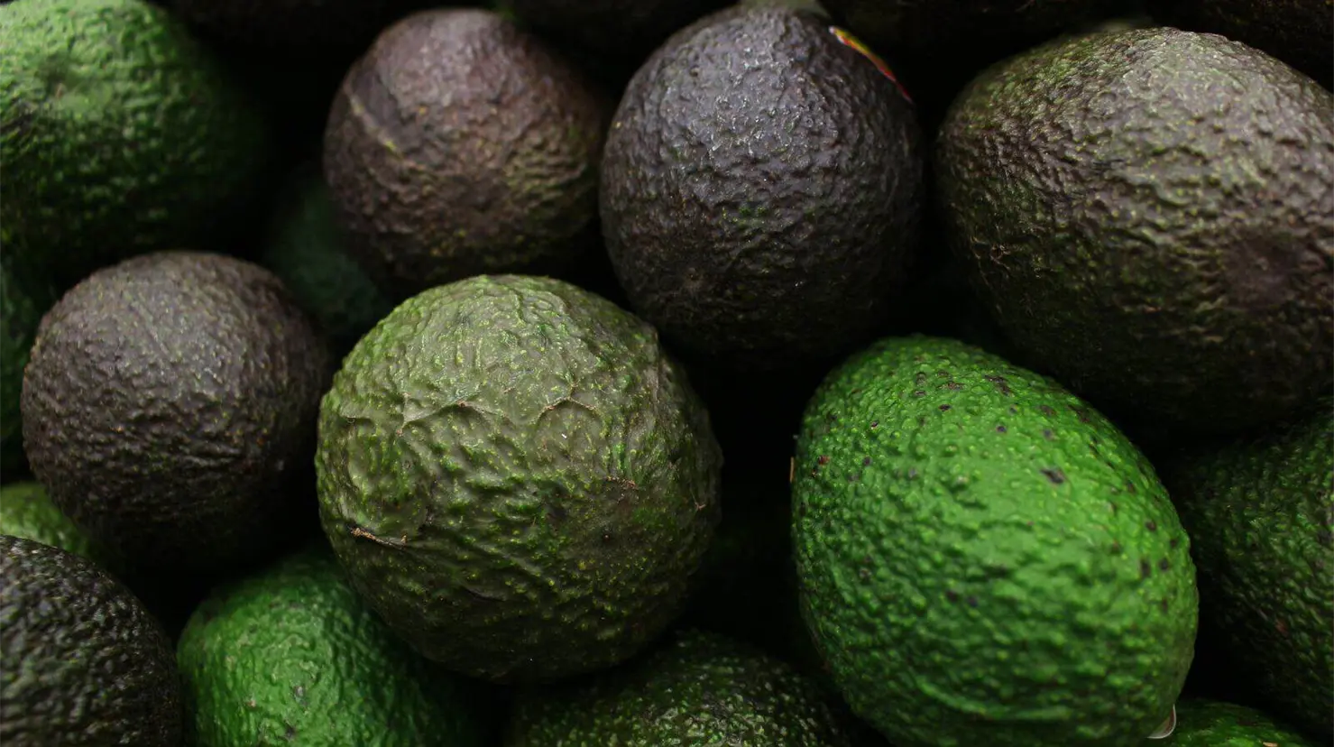 Estados Unidos suspende temporalmente exportaciones de aguacate mexicano; esta es la razón