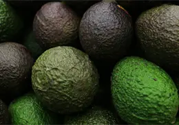 Estados Unidos suspende temporalmente exportaciones de aguacate mexicano; esta es la razón Estados Unidos suspende temporalmente exportaciones de aguacate mexicano; esta es la razón