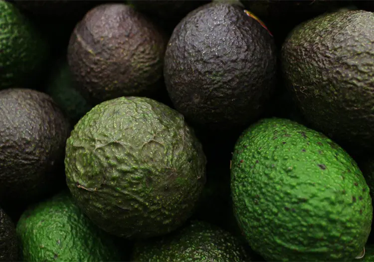 Estados Unidos suspende temporalmente exportaciones de aguacate mexicano; esta es la razón