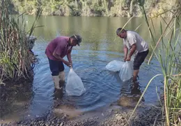 Pescadores mayos pedirán apoyos de acuacultura