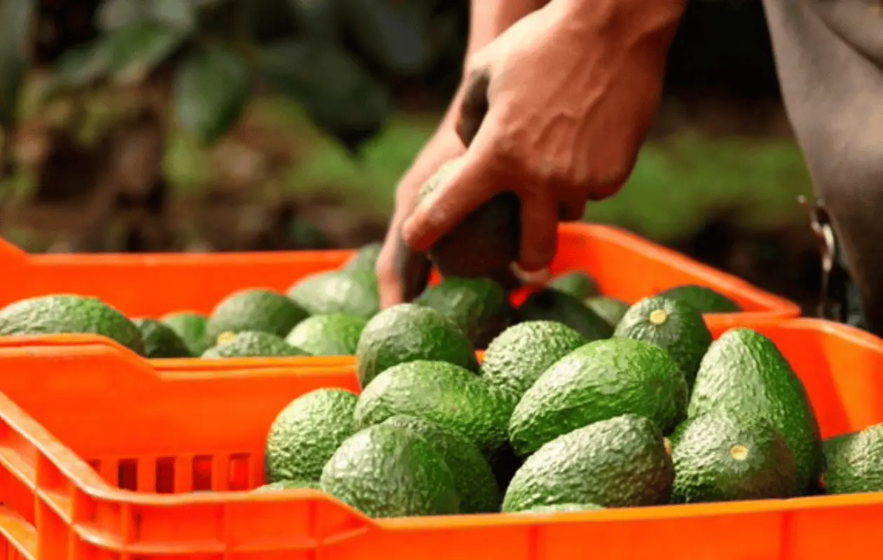 Michoacán busca reanudar exportación de aguacate tras suspensión de inspecciones de Estados Unidos