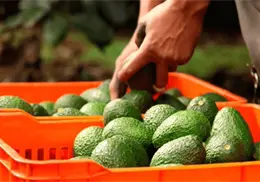 Michoacán busca reanudar exportación de aguacate tras suspensión de inspecciones de Estados Unidos Michoacán busca reanudar exportación de aguacate tras suspensión de inspecciones de Estados Unidos