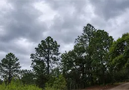 Clima en Sonora hoy, 6 de agosto: Pronostican lluvias muy fuertes en la región serrana