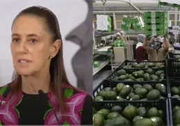 Cobro de piso pone bajo presión la exportación del aguacate mexicano Cobro de piso pone bajo presión la exportación del aguacate mexicano