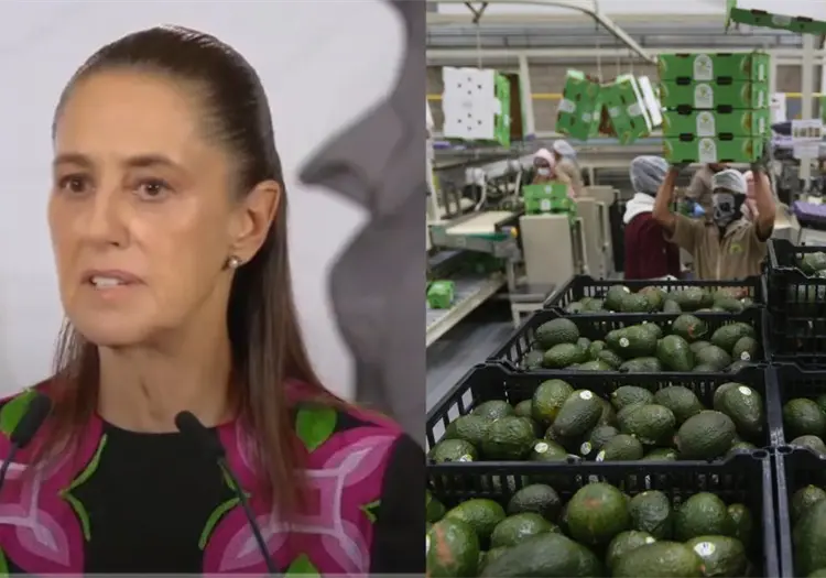 Cobro de piso pone bajo presión la exportación del aguacate mexicano