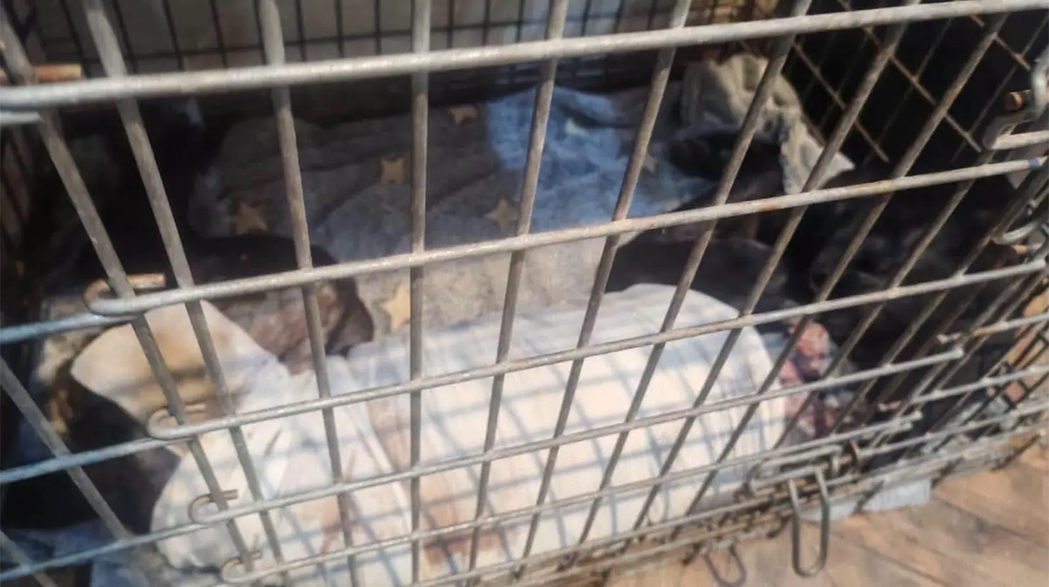 Enjuician a mujer por crueldad animal