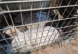 Enjuician a mujer por crueldad animal