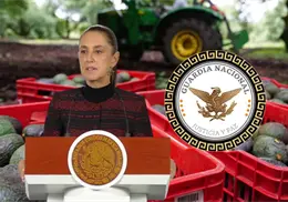 Gobierno de Sheinbaum reforzará vigilancia en Michoacán para reactivar exportación de aguacate a EU Gobierno de Sheinbaum reforzará vigilancia en Michoacán para reactivar exportación de aguacate a EU