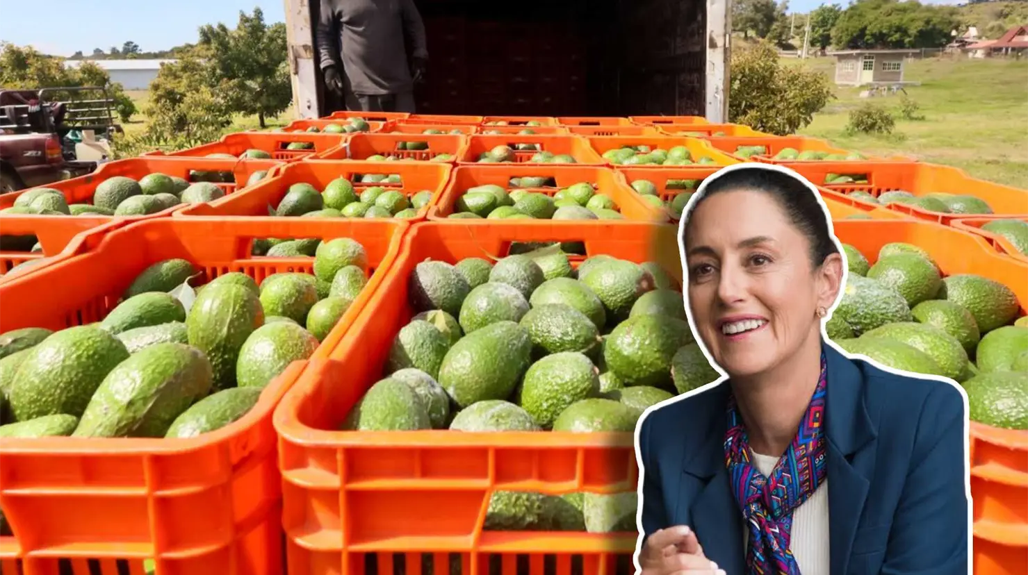 México busca reactivar exportación de aguacate a EU tras suspensión por seguridad