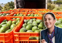 México busca reactivar exportación de aguacate a EU tras suspensión por seguridad México busca reactivar exportación de aguacate a EU tras suspensión por seguridad