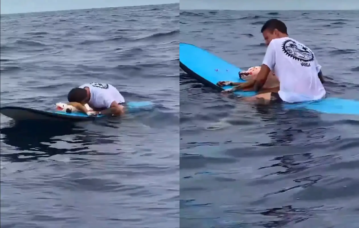 ¡Último adiós en el mar! surfista despide a su perro con emotivo mensaje