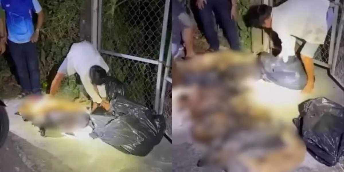 La denuncia difundida en redes sociales sobre el presunto traslado de perros en Yucatán provocó indignación y llamados para investigar el caso.