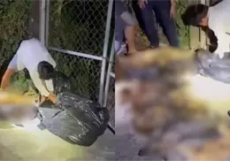 Denuncian presunto traslado de perros para consumo en restaurantes en Yucatán