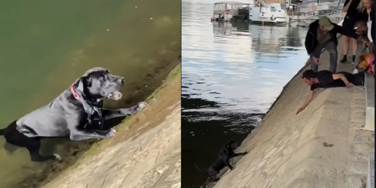 Ciudadanos ayudaron a rescatar a un perro que cayó al río Sena en París y quedó atrapado debido a la dificultad para salir del agua.
