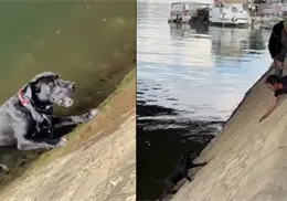 Dueño de perro que cayó al río Sena arriesga su vida por salvarlo