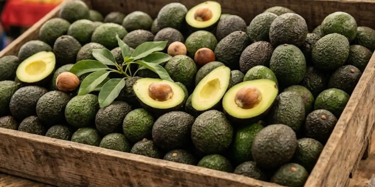 Más de mil toneladas de aguacate mexicano fueron liberadas para su exportación tras el acuerdo entre México y Estados Unidos.
