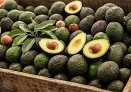 Se reanudan exportaciones de aguacate a EE. UU.; liberan más de mil toneladas
