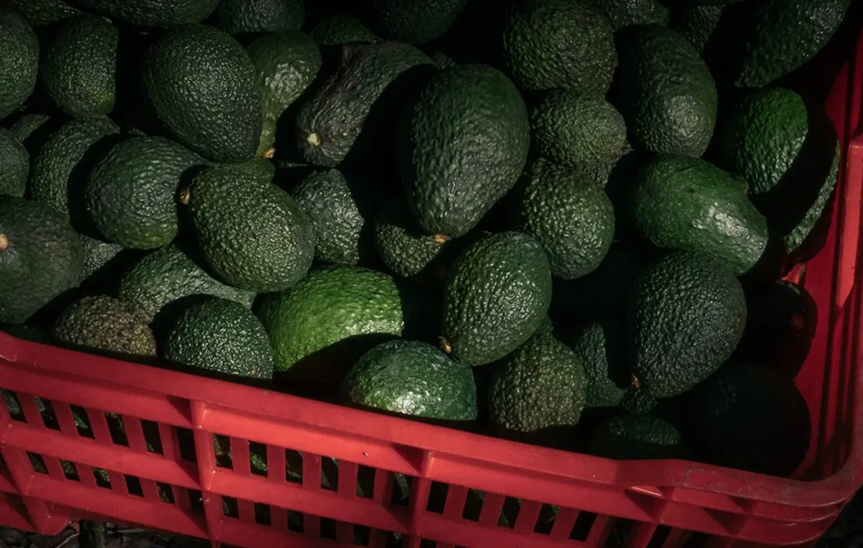 California pide arancel estacional al aguacate de México por alerta de plaga