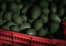 California pide arancel estacional al aguacate de México por alerta de plaga California pide arancel estacional al aguacate de México por alerta de plaga