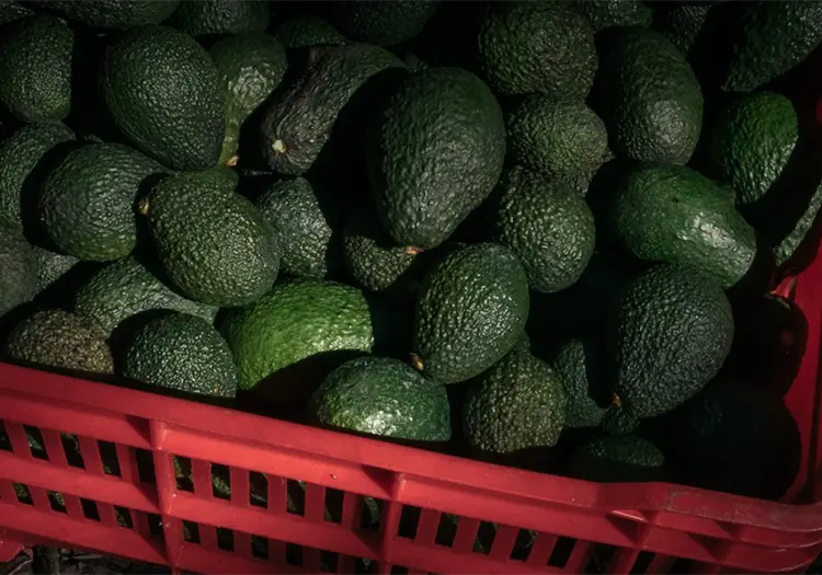 California pide arancel estacional al aguacate de México por alerta de plaga