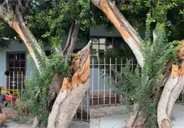 Atienden árboles que fueron afectados por cemento