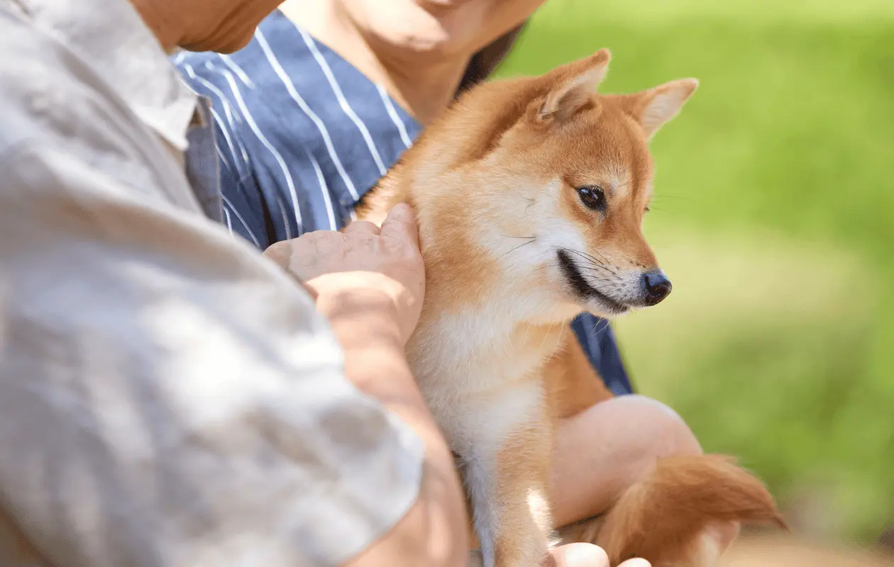 CDMX propone pensión para mascotas tras separación de sus dueños