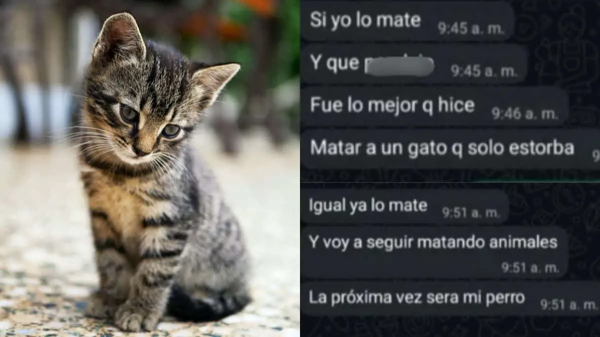 LA IMAGEN DEL GATITO NO ES DEL CASO / IMAGEN SOLO DE EJEMPLO