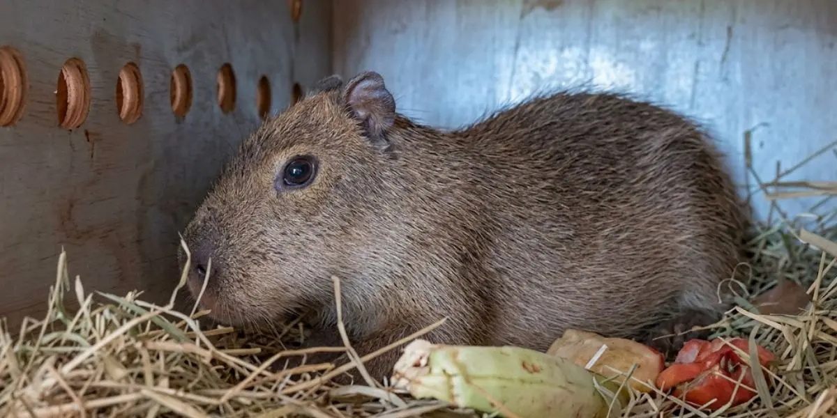 La nueva capibara hembra, de cuatro meses de edad, se encuentra en cuarentena mientras completa su proceso de adaptación en el Centro Ecológico de Sonora.