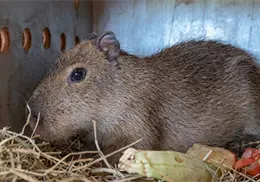 Llega una nueva capibara hembra al Centro Ecológico de Sonora
