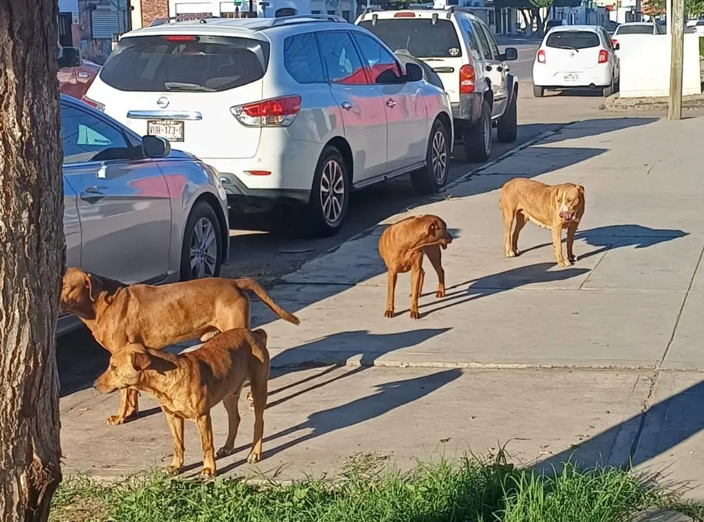 Cobra dos vidas más la rickettsia en Sonora
