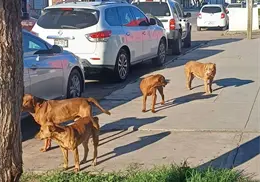 Cobra dos vidas más la rickettsia en Sonora