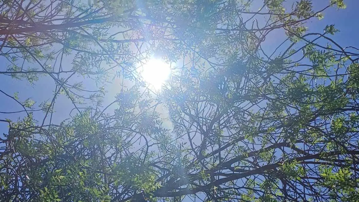 Sonora suma en total 17 muertes por golpe de calor