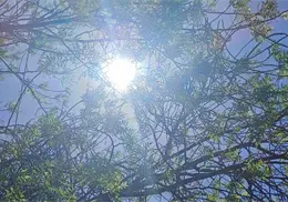 Sonora suma en total 17 muertes por golpe de calor Sonora suma en total 17 muertes por golpe de calor