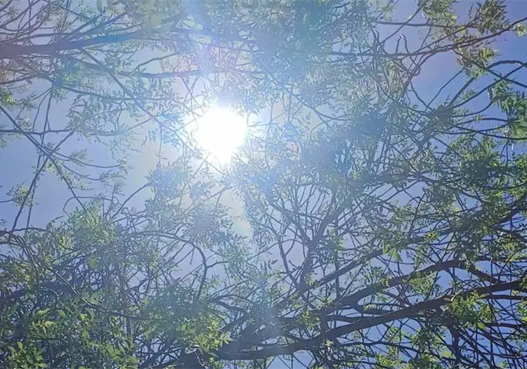 Sonora suma en total 17 muertes por golpe de calor