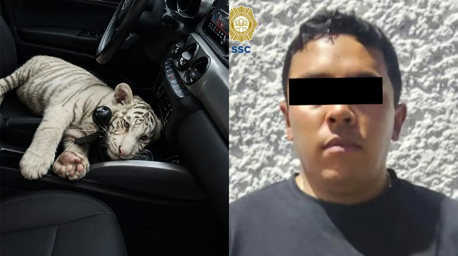 Detienen a hombre que transportaba una tigresa de bengala en una camioneta en CDMX | VIDEO