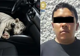 Detienen a hombre que transportaba una tigresa de bengala en una camioneta en CDMX | VIDEO