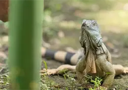 14 de agosto: Día Mundial del Lagarto, 12 datos sorprendentes sobre estos reptiles