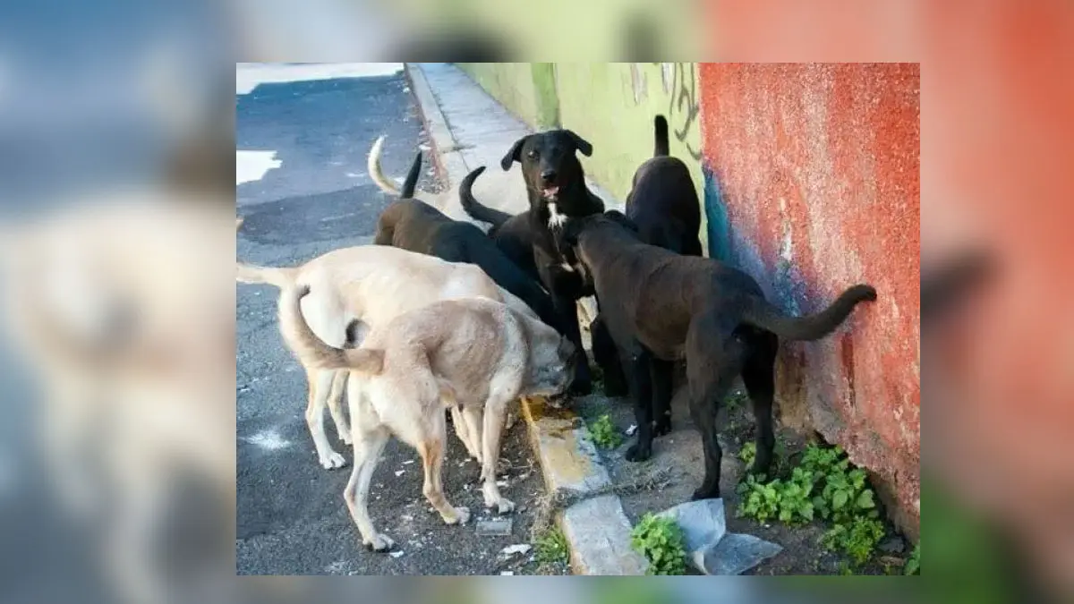 Maltrato animal debe denunciarse